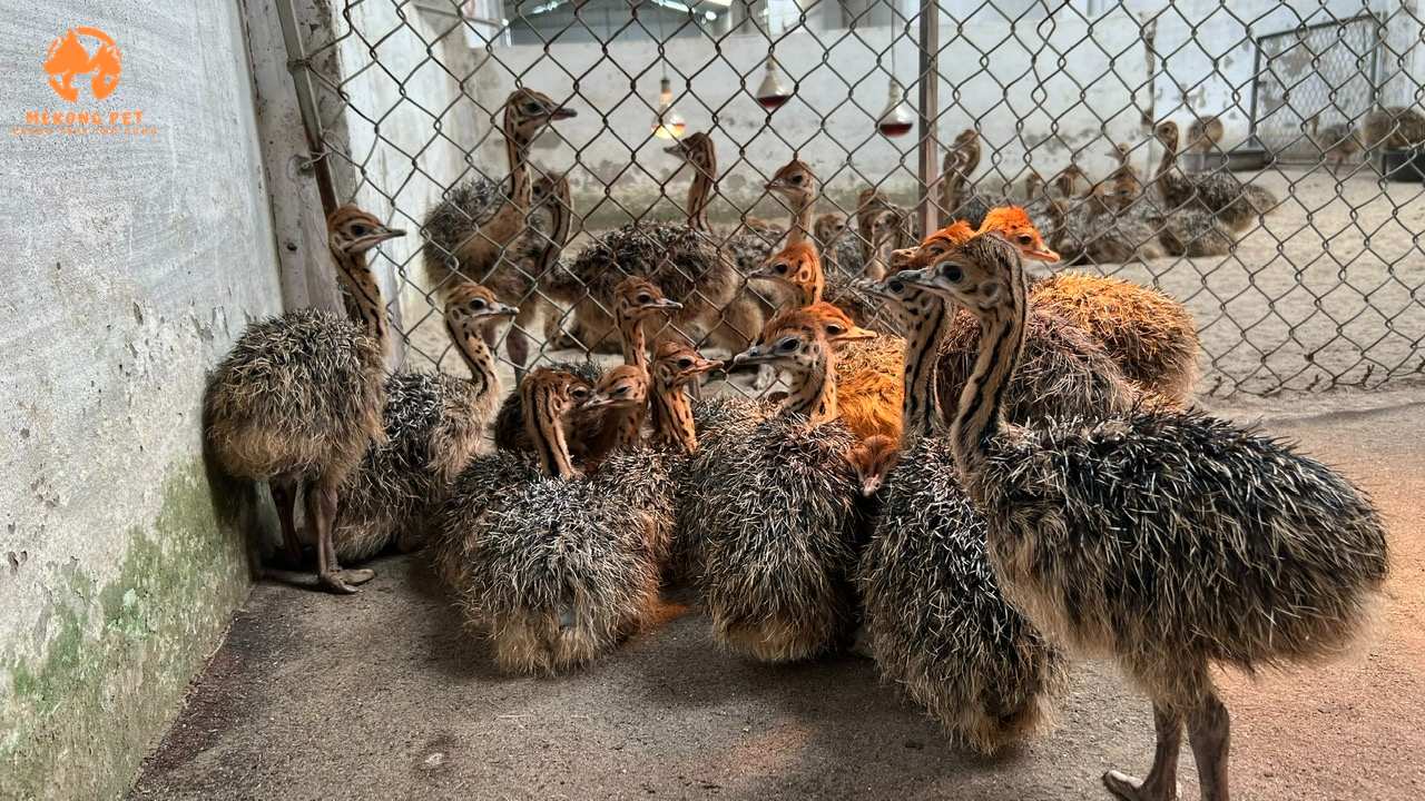 Đà Điểu 1 Tháng Tuổi: Hướng Dẫn Chăm Sóc Và Phát Triển Tốt Nhất